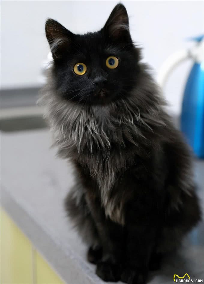 猫咪鉴赏（七）陪伴在我们身边的小精灵—中华田园猫临清狮子猫