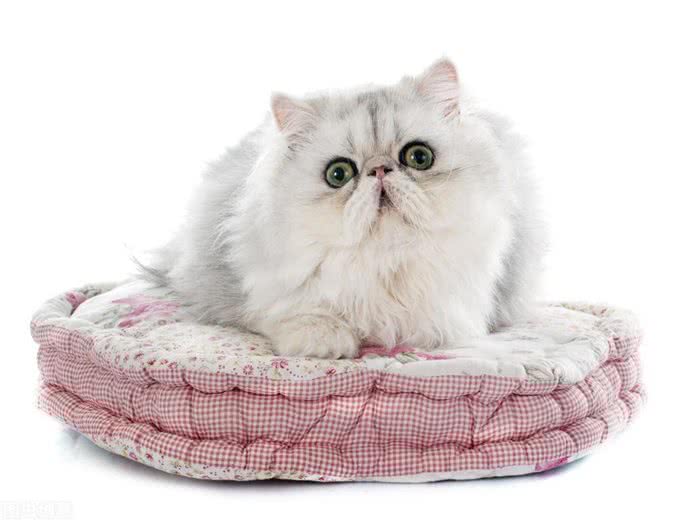 猫咪鉴赏（七）陪伴在我们身边的小精灵—中华田园猫临清狮子猫