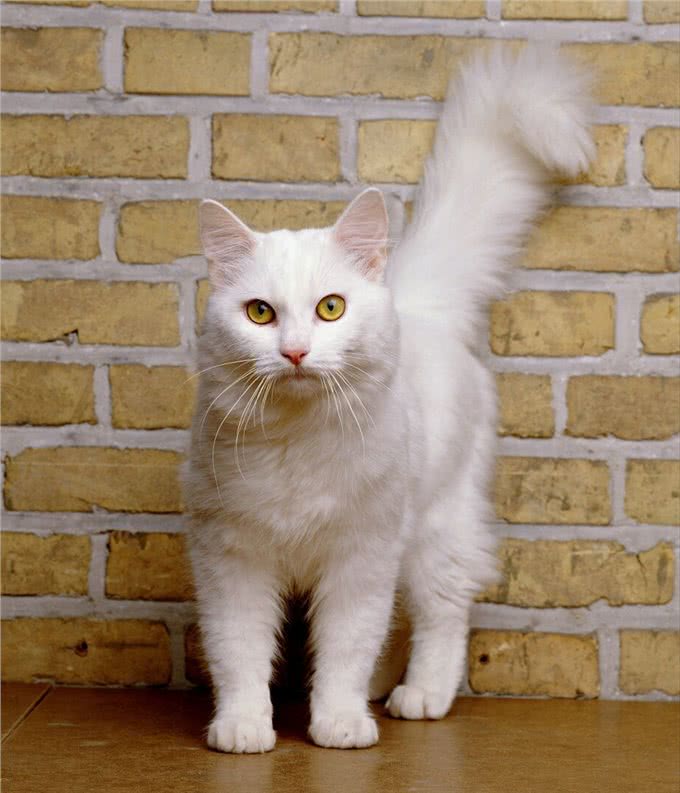 猫咪鉴赏（七）陪伴在我们身边的小精灵—中华田园猫临清狮子猫