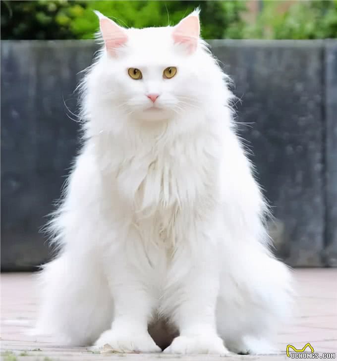 猫咪鉴赏（七）陪伴在我们身边的小精灵—中华田园猫临清狮子猫