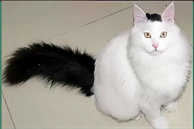 猫咪鉴赏（七）陪伴在我们身边的小精灵—中华田园猫临清狮子猫