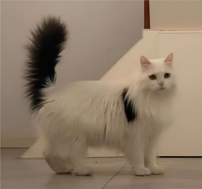 猫咪鉴赏（七）陪伴在我们身边的小精灵—中华田园猫临清狮子猫