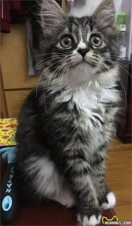 猫咪鉴赏（七）陪伴在我们身边的小精灵—中华田园猫临清狮子猫