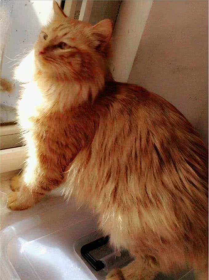 猫咪鉴赏（七）陪伴在我们身边的小精灵—中华田园猫临清狮子猫