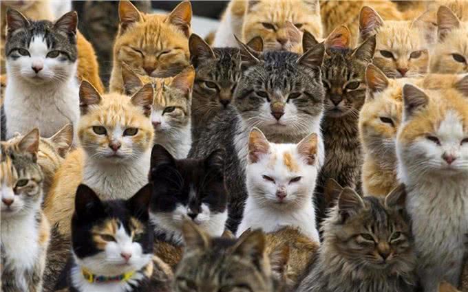 猫咪鉴赏（七）陪伴在我们身边的小精灵—中华田园猫临清狮子猫