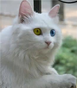 猫咪鉴赏（七）陪伴在我们身边的小精灵—中华田园猫临清狮子猫