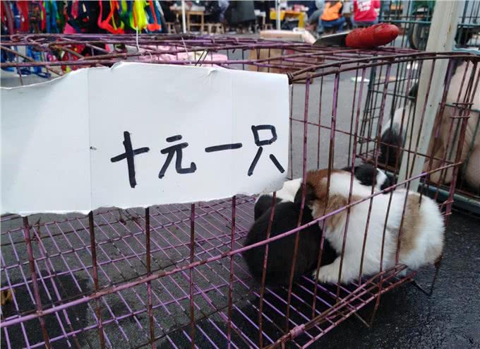 这样选的狗不会差,老祖宗的智慧,你不得不佩服