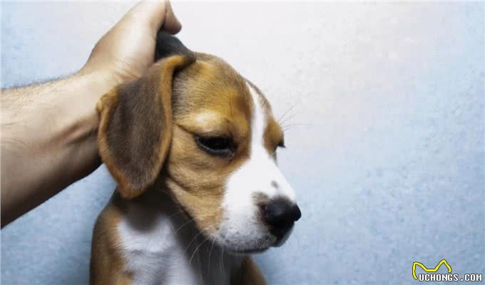 这样选的狗不会差,老祖宗的智慧,你不得不佩服