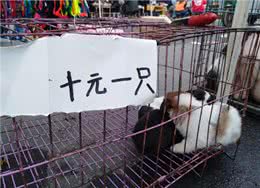 这样选的狗不会差，老祖宗的智慧，你不得不佩服