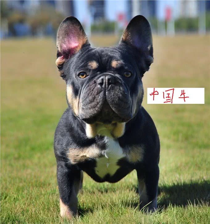 六只世界级法国斗牛犬,没有一只出自法国