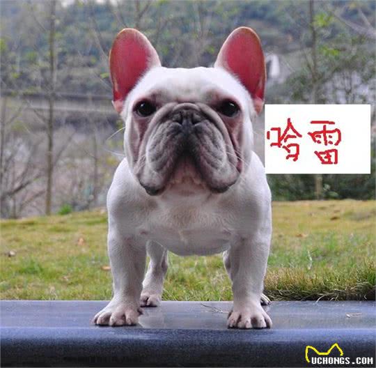 六只世界级法国斗牛犬,没有一只出自法国