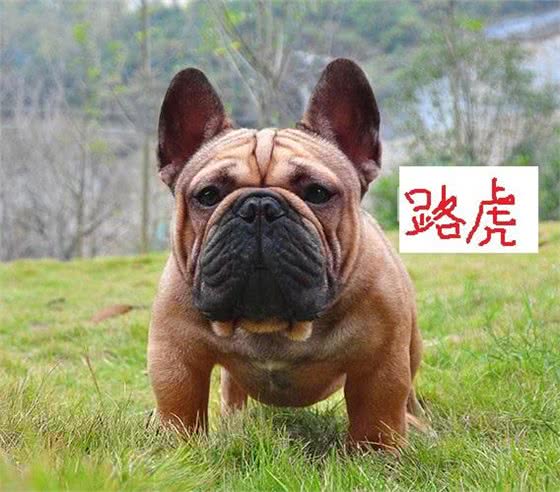 六只世界级法国斗牛犬,没有一只出自法国