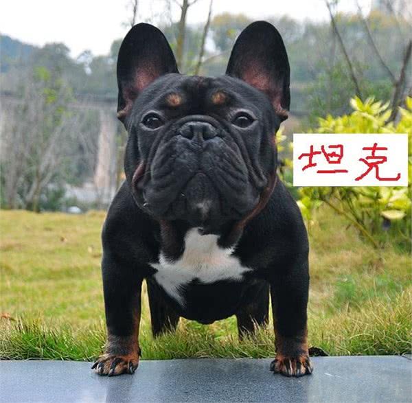 六只世界级法国斗牛犬,没有一只出自法国