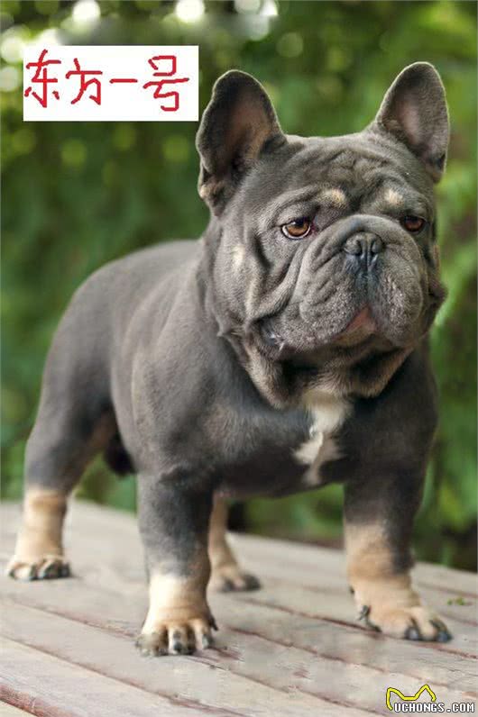 六只世界级法国斗牛犬,没有一只出自法国