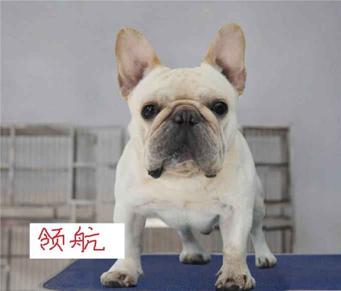 六只世界级法国斗牛犬,没有一只出自法国