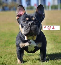 六只世界级法国斗牛犬，没有一只出自法国