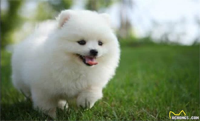 看起来像棉花糖的博美犬,也有让人受不了的5个缺点