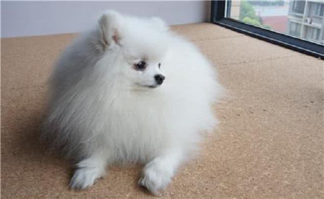 看起来像棉花糖的博美犬,也有让人受不了的5个缺点