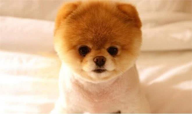 看起来像棉花糖的博美犬,也有让人受不了的5个缺点