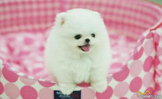 看起来像棉花糖的博美犬,也有让人受不了的5个缺点