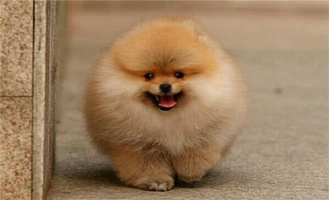 看起来像棉花糖的博美犬,也有让人受不了的5个缺点