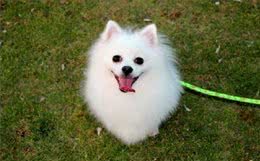 看起来像棉花糖的博美犬，也有让人受不了的5个缺点