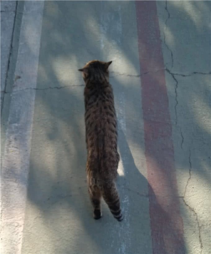 这猫眼睛有问题，给它拍照不配合，才发现它左眼呆滞，像个傻猫