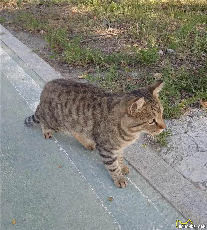 这猫眼睛有问题，给它拍照不配合，才发现它左眼呆滞，像个傻猫