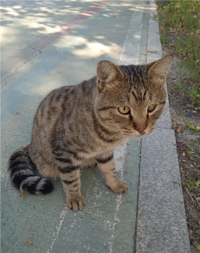 这猫眼睛有问题，给它拍照不配合，才发现它左眼呆滞，像个傻猫