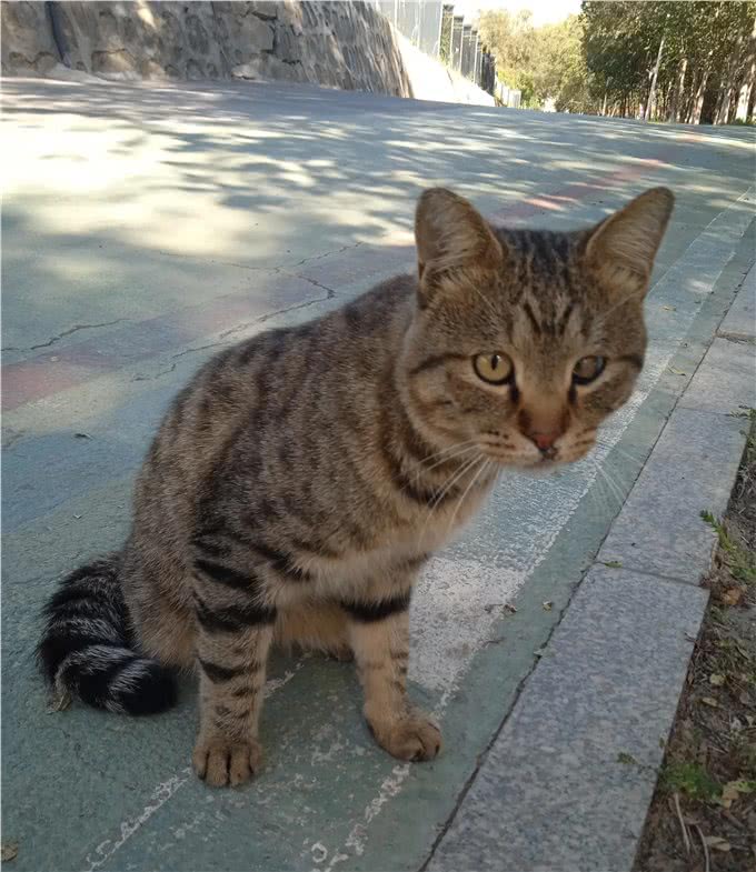 这猫眼睛有问题，给它拍照不配合，才发现它左眼呆滞，像个傻猫