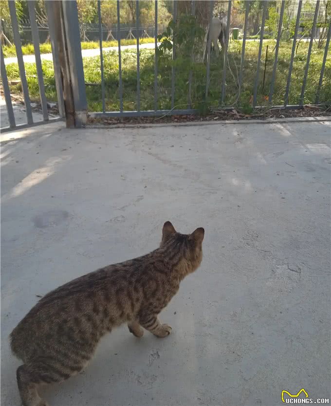 这猫眼睛有问题，给它拍照不配合，才发现它左眼呆滞，像个傻猫