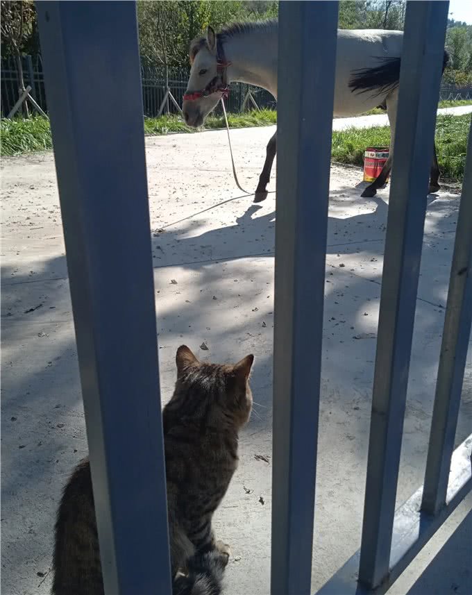 这猫眼睛有问题，给它拍照不配合，才发现它左眼呆滞，像个傻猫