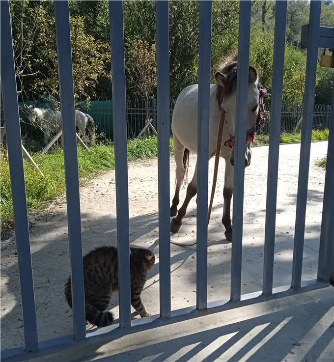 这猫眼睛有问题，给它拍照不配合，才发现它左眼呆滞，像个傻猫