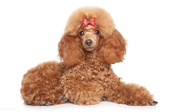 照顾贵宾犬的牙齿健康