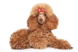 照顾贵宾犬的牙齿健康