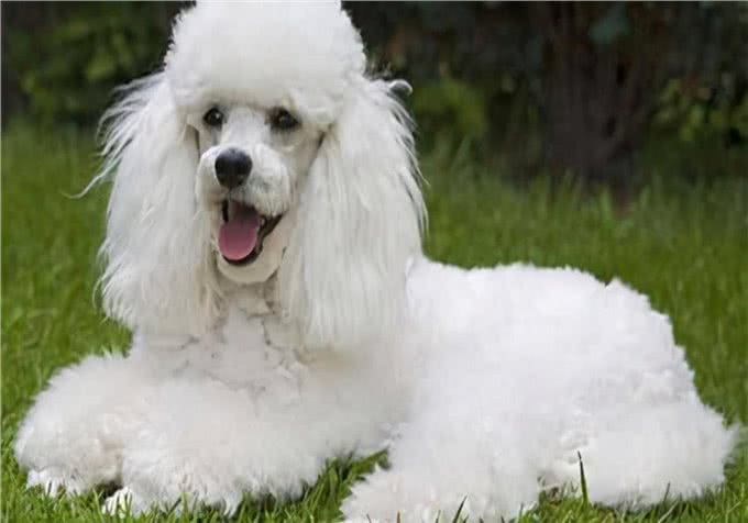 家有爱宠:狗狗的藓怎么治疗?护理狗癣应该采取的措施可以参考