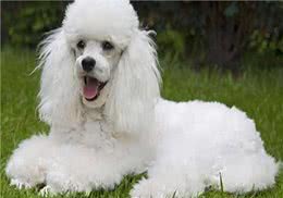 家有爱宠:狗狗的藓怎么治疗?护理狗癣应该采取的措施可以参考