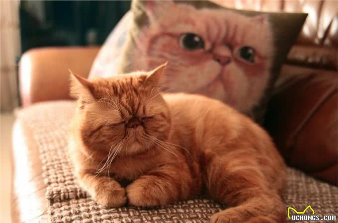 喵星人经常打喷嚏怎么办?这可不是小事，铲屎官们快警惕起来!