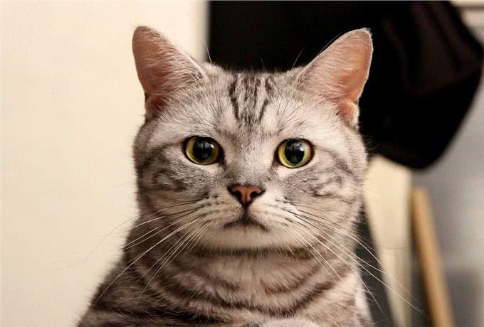 喵星人经常打喷嚏怎么办?这可不是小事，铲屎官们快警惕起来!