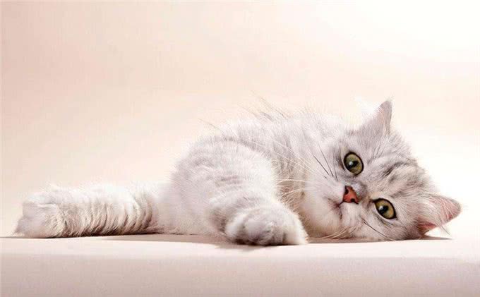 喵星人经常打喷嚏怎么办?这可不是小事，铲屎官们快警惕起来!