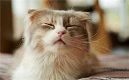 喵星人经常打喷嚏怎么办?这可不是小事，铲屎官们快警惕起来!