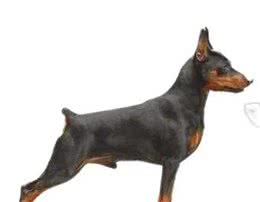 迷你宾沙犬的起源和发展