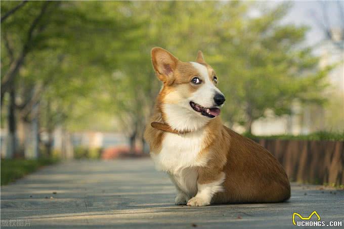 宠物狗还是土狗更聪明?