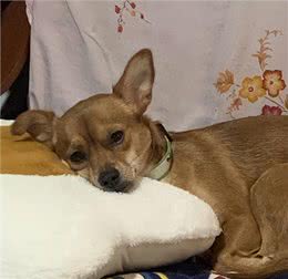 宠物狗还是土狗更聪明?