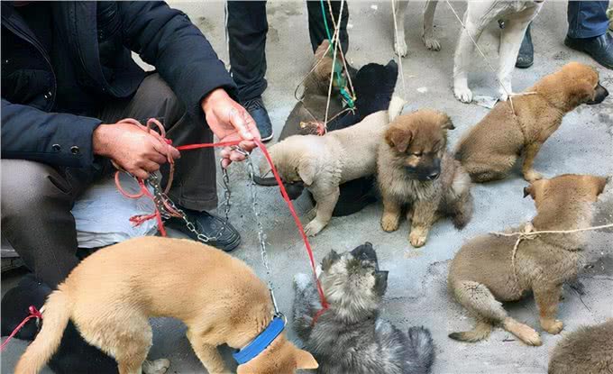 想要挑选一只好狗,这几招赶紧学起来