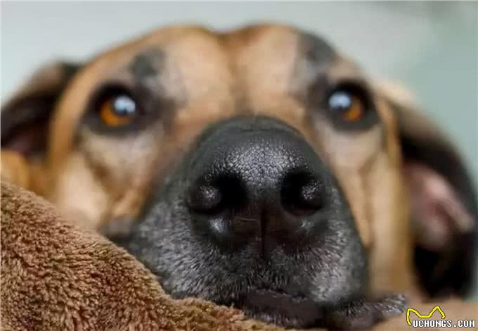 想要挑选一只好狗,这几招赶紧学起来