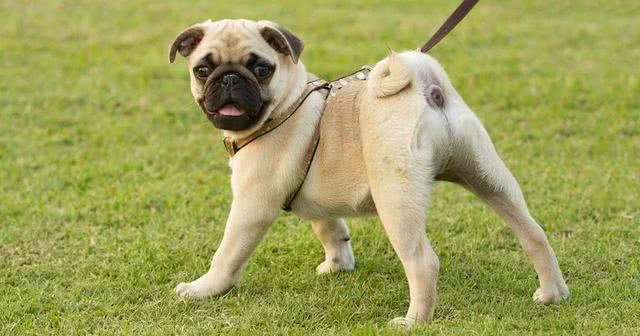 想要挑选一只好狗,这几招赶紧学起来