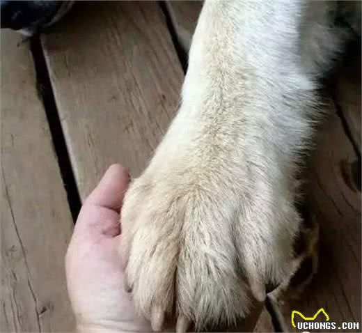 想要挑选一只好狗,这几招赶紧学起来