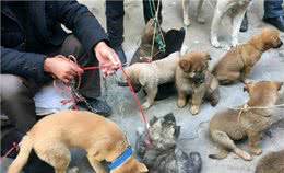 想要挑选一只好狗，这几招赶紧学起来