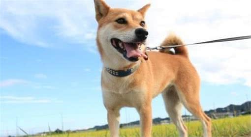 狗狗社会化是它们的必修课，对人对狗都有益